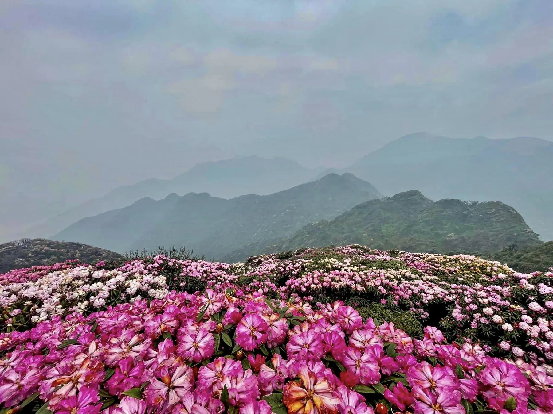 Hoa-Do-Quyen-Putalen-03.jpg