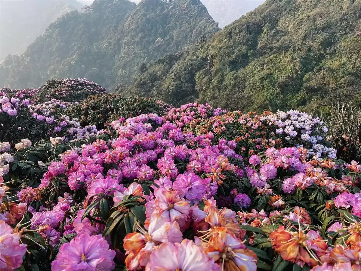 hoa đỗ quyên.webp