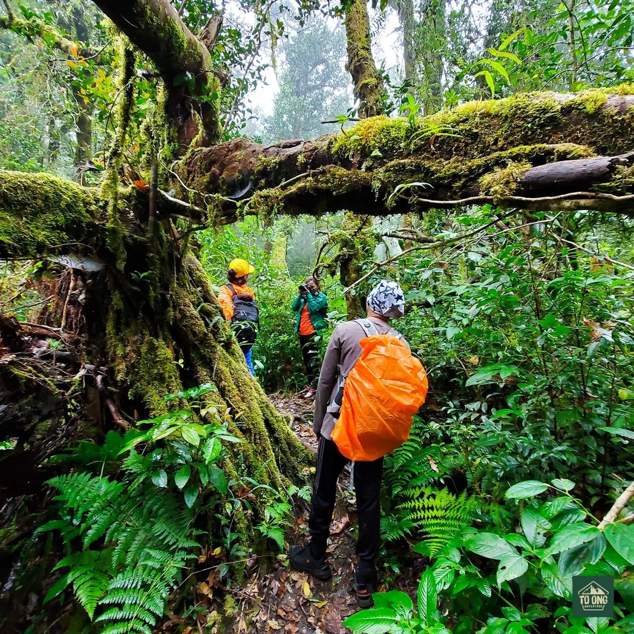 trekking.jpg