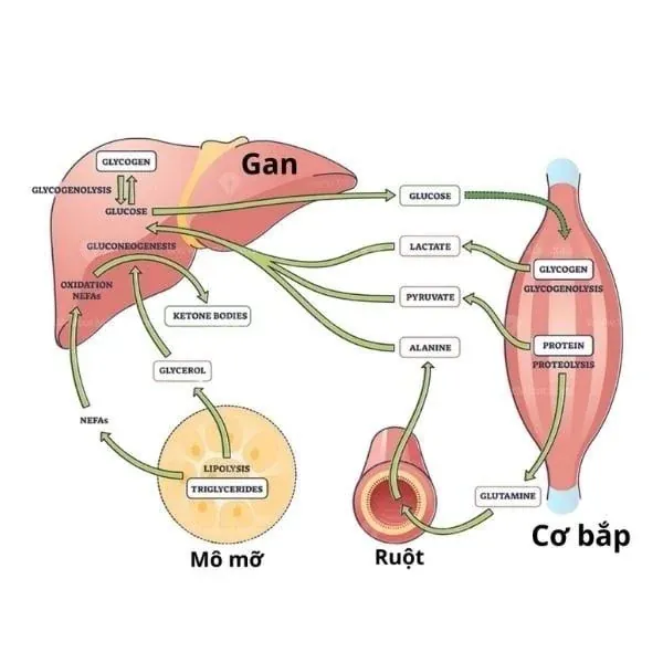 glycogen-la-gi__1__9d47e30b883644ffa6614c3c6c42ee17_grande.webp